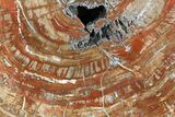 Colorful Petrified Wood Slab - Madagascar #47278-1